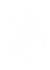 Lírios – Início